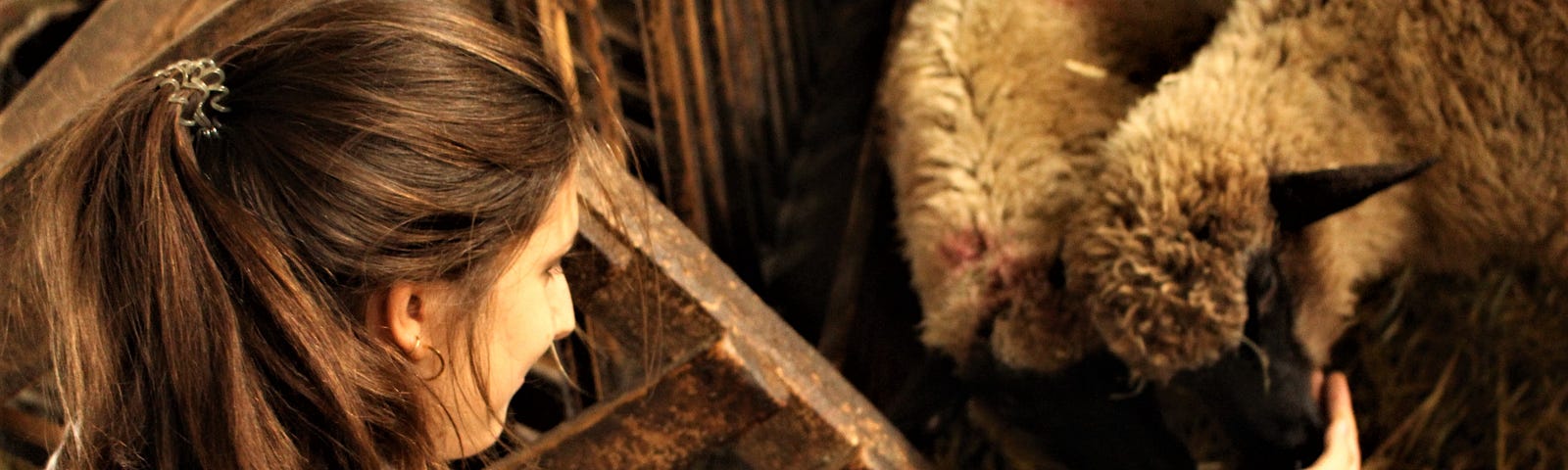 Photo of the author, a woman with brown hair, with an outstretched hand nuzzled by two sheep with black faces