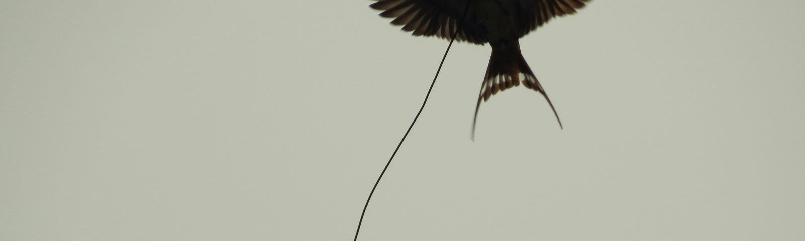 Two swallows in black and white, flying past a wire stretched across the sky