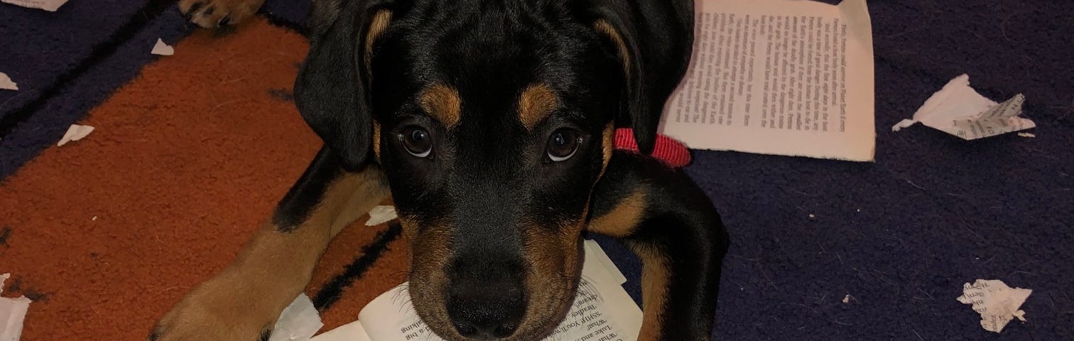Black and tan dog with a ripped up book