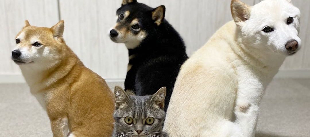 A wide-eyed tabby cat, Kiki, sits looking serious right in the middle of the frame, surrounded by three posing shiba inu dogs