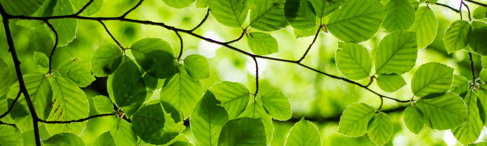 Close-up of green leaves on a tree.