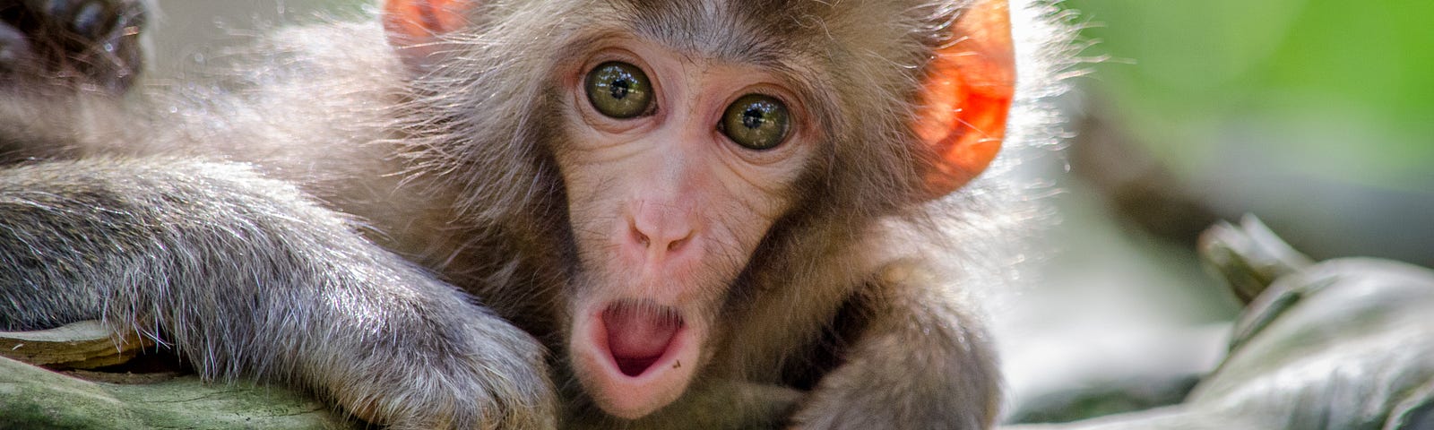 A monkey looking shocked