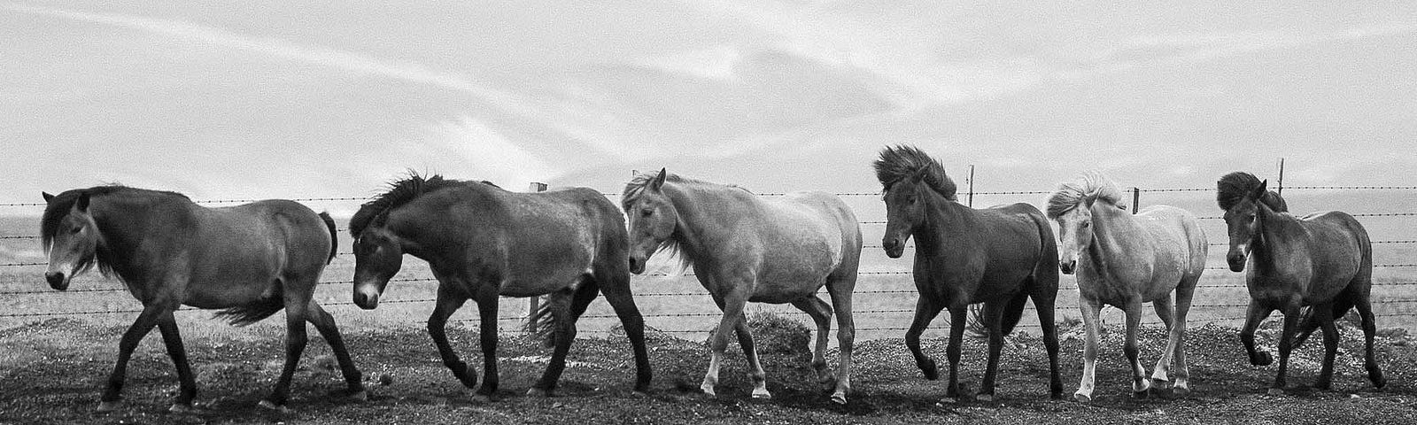 Icelandic Horses roaming the prairies in late June.