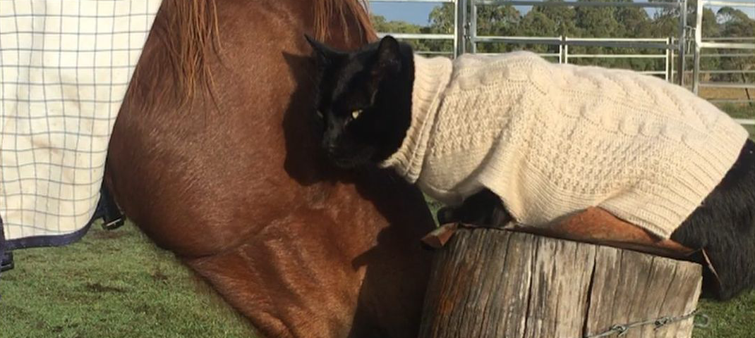 Champy, wearing a blanket, nuzzling Morris, wearing a tan sweater and perched on a fence post outdoors.