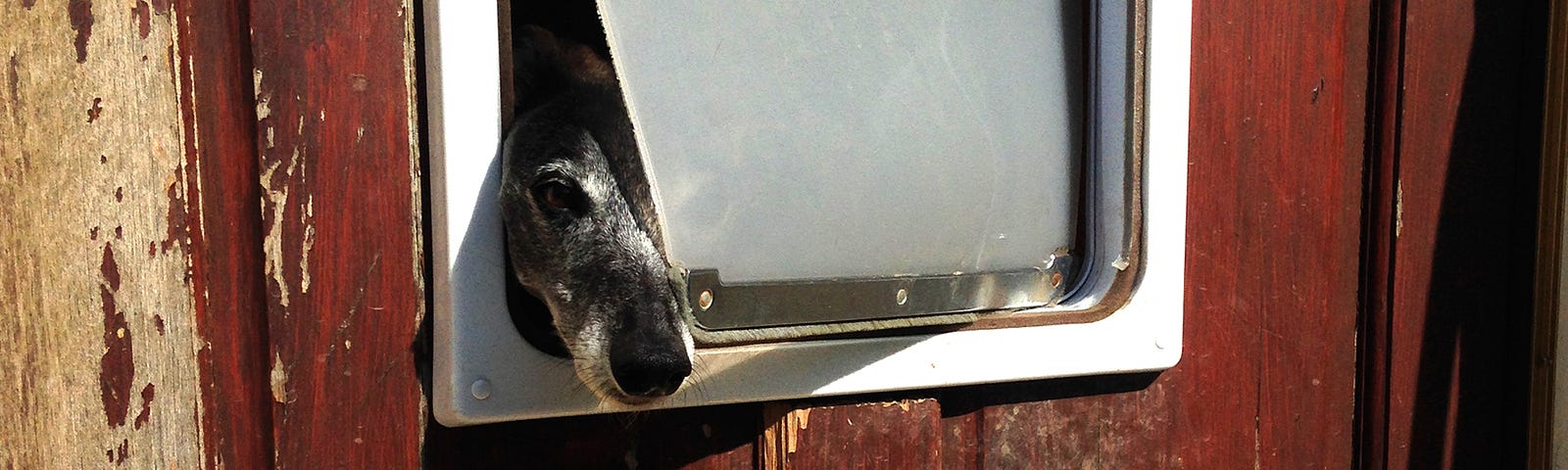 Whippet looking through dog flap