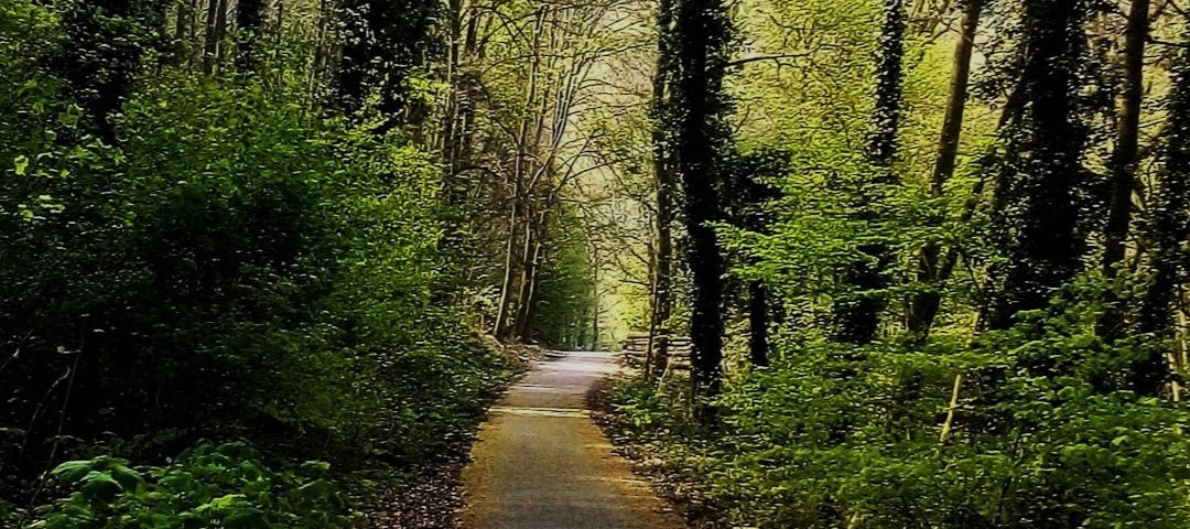 A forest footpath at the beginning of Spring with dark skinny trees and new leave undergrowth.