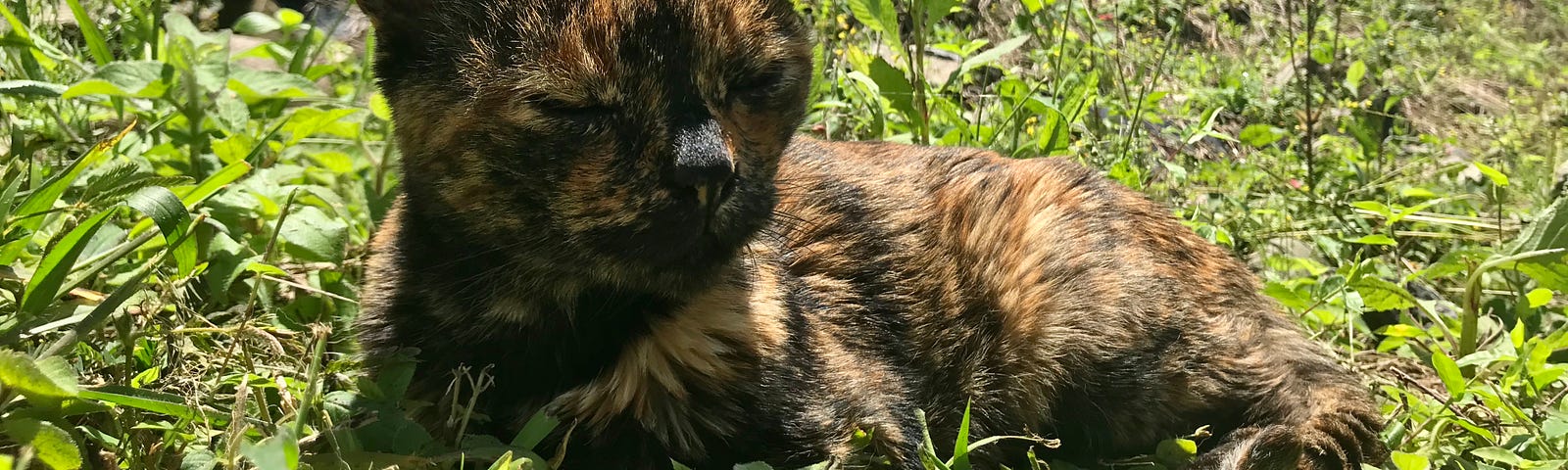 Molasses kitty Rebecca Murauskas Boquete Panama I-131 Radioactive iodine thyroid treatment Feline Cancer survivor
