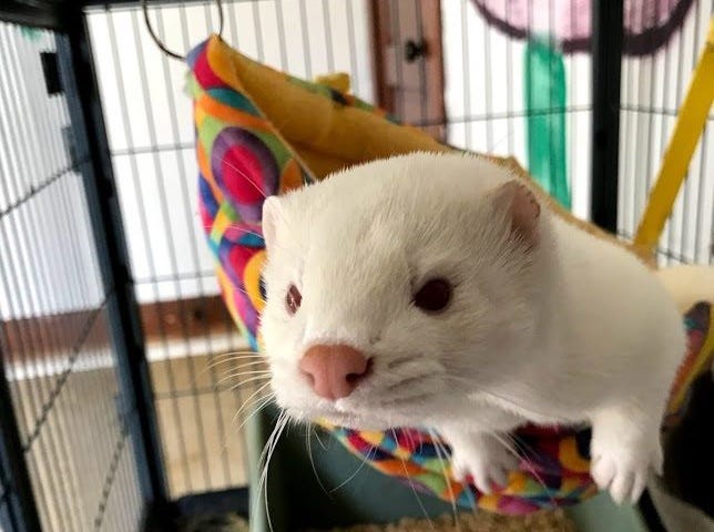 A white-furred, pink-nosed mink looks curiously towards the camera lens from a hammock in a cage.