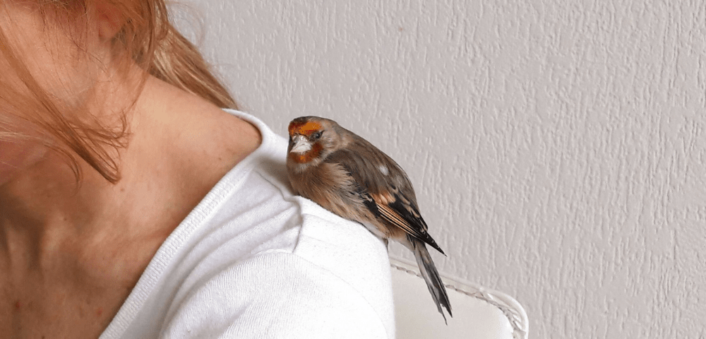 A goldfinch, named Argos, with white, black, and orange feathers, sits on the shoulder of a young, blonde woman. Behind them is a poster of the Holstee Manifesto saying: “Life is short. Live your dream and share your passion.”