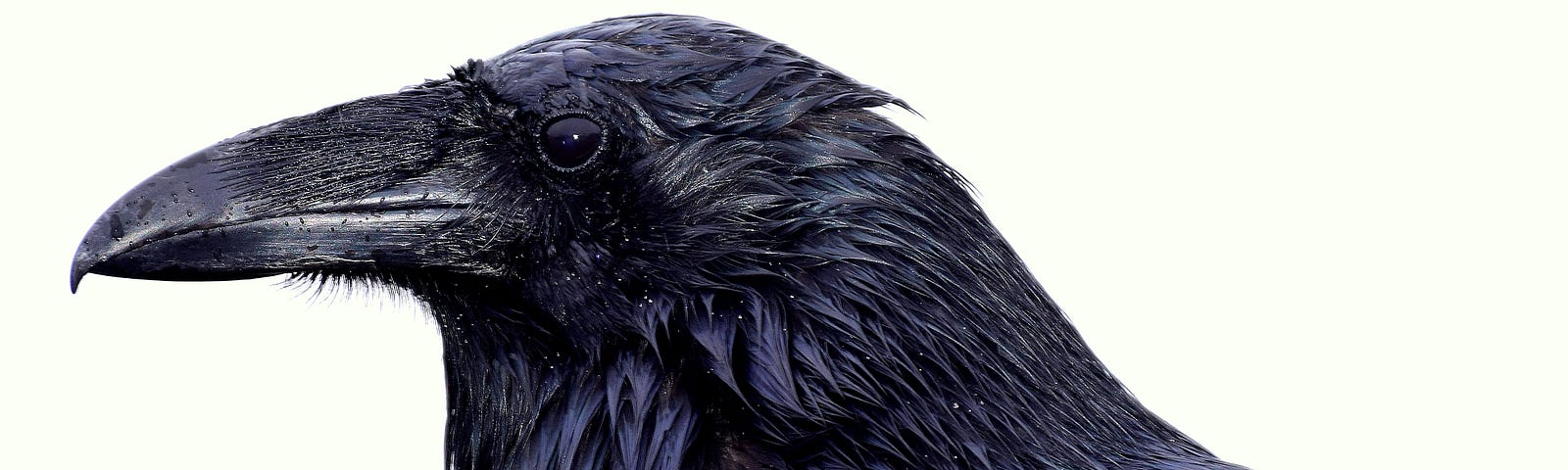 A frightening crow