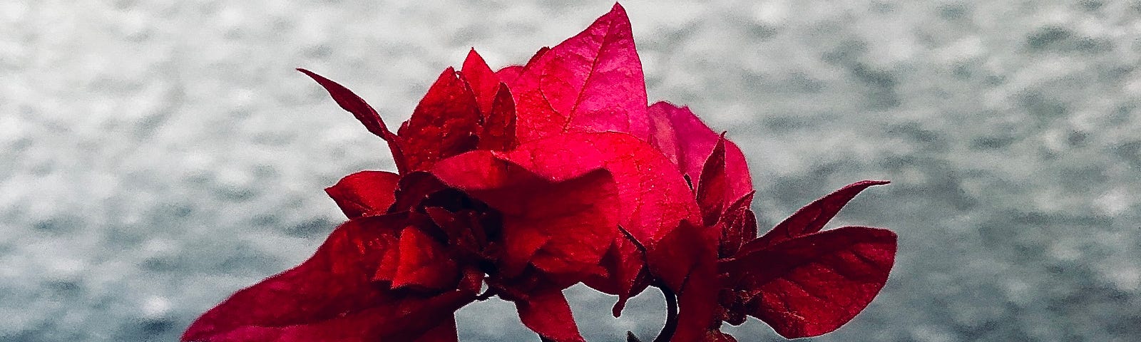 image of a blooming bougainvillea rising from the blues