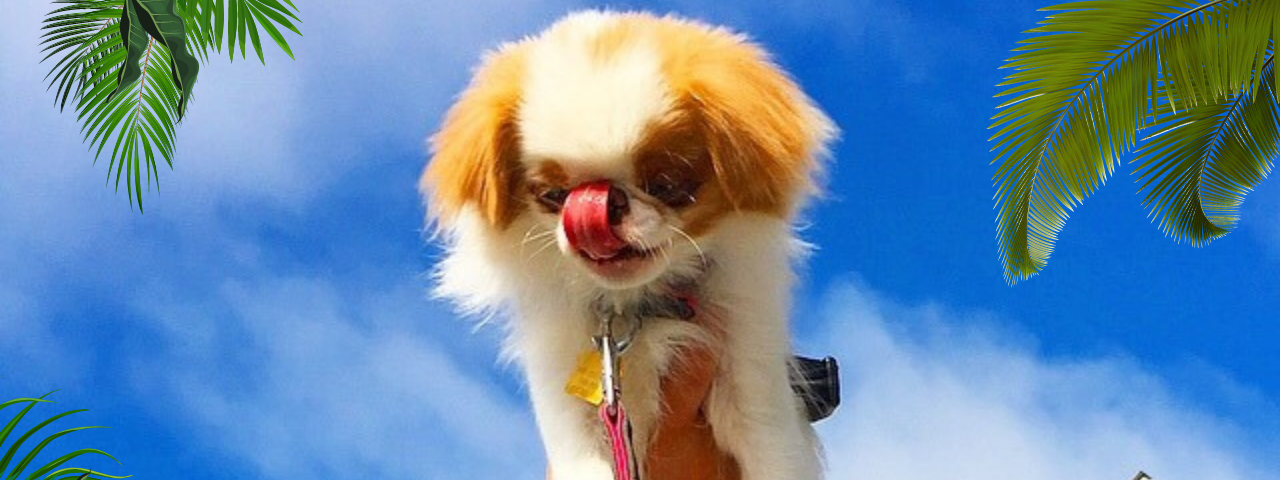 Japanese chin puppy in the sky