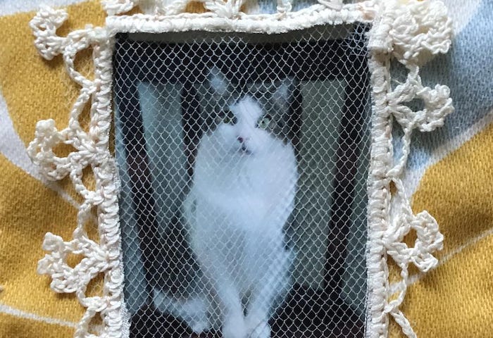 Close up detail of a hand stitched brooch with a photo of a cat encased in a screen and lace