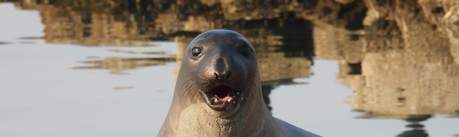 Picture of a northern elephant seal on the beach, looking into the camera with her mouth open.