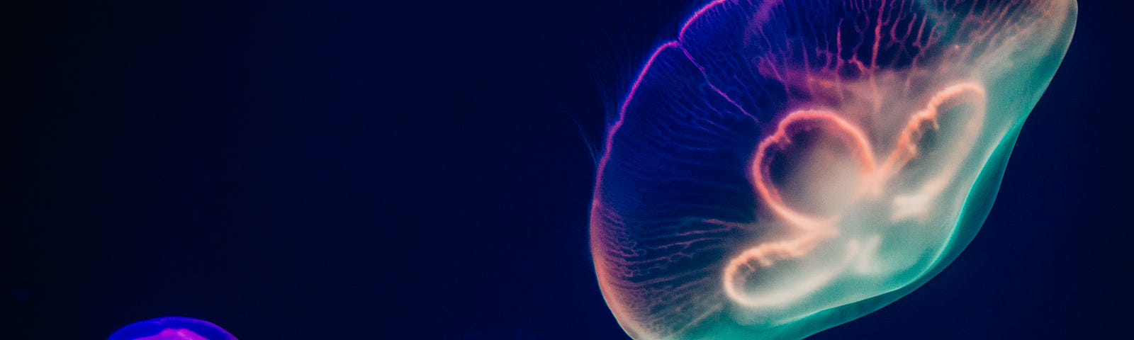 Multi-coloured transparent jellyfish float in the depths of the blue ocean