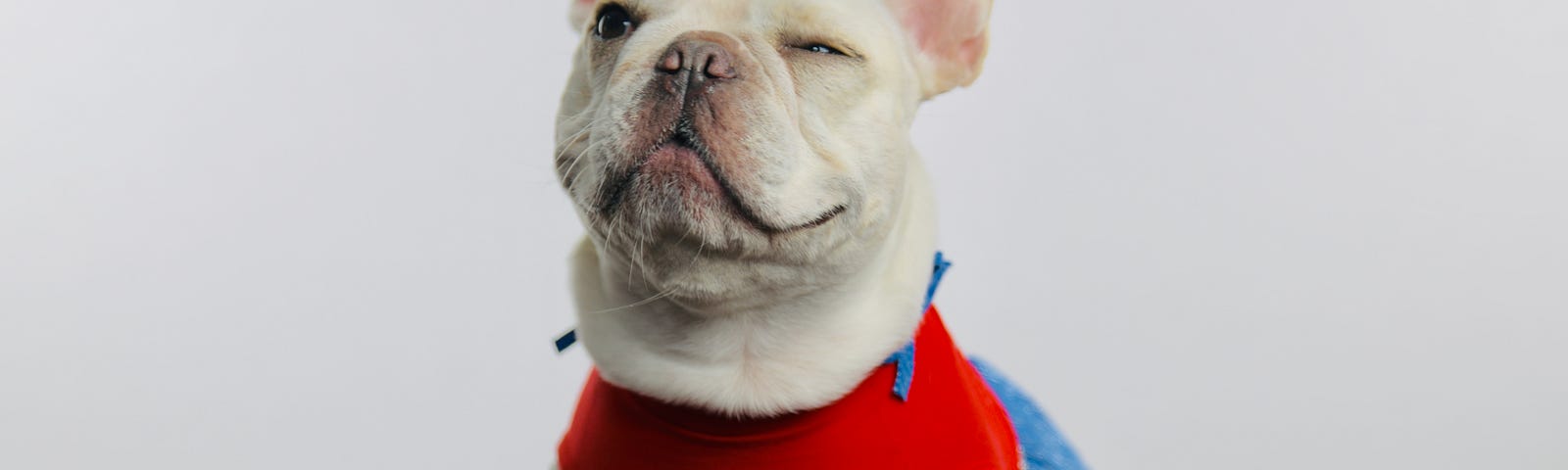 A French bulldog wearing a red shirt and blue “pants” in front of a gray background and looking quite pleased with itself.