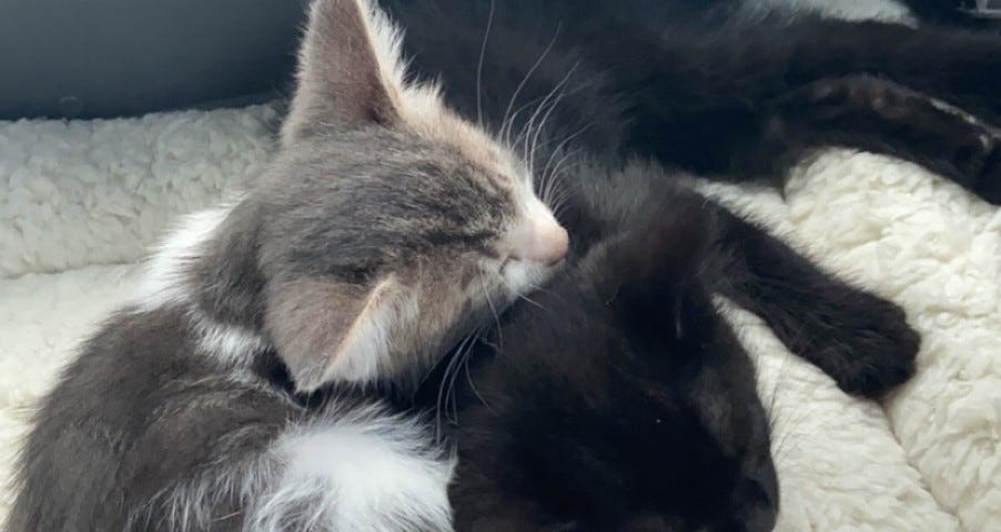 A black kitten and a white and grey kitten curled up next to each other