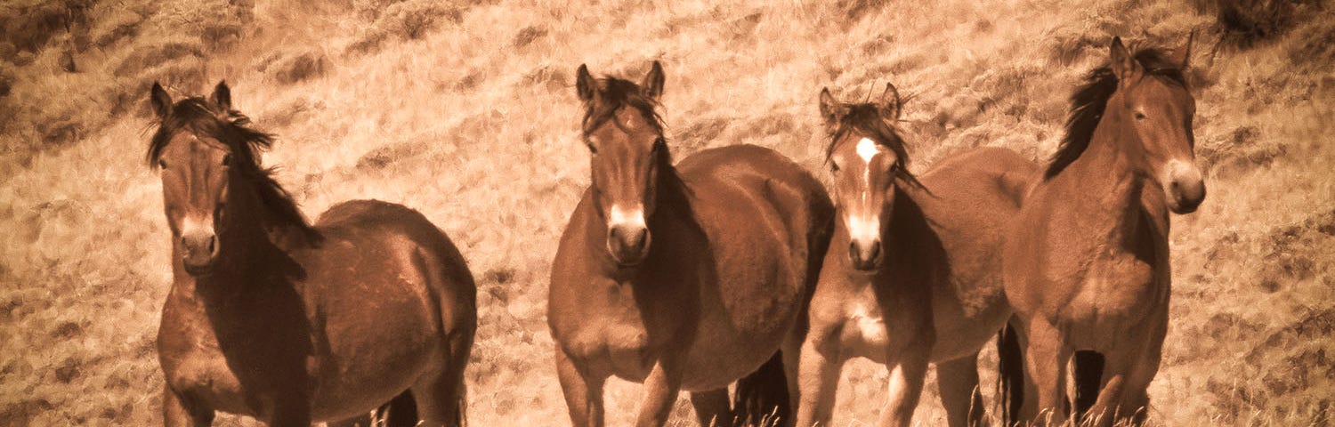 Wild horses of the Challis Herd, Idaho. By Kris Cochran