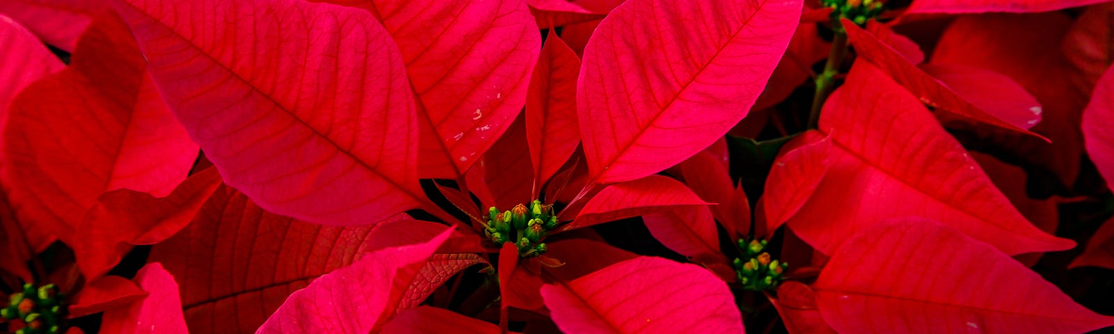 Picture of a beautiful poinsettia in full bloom.