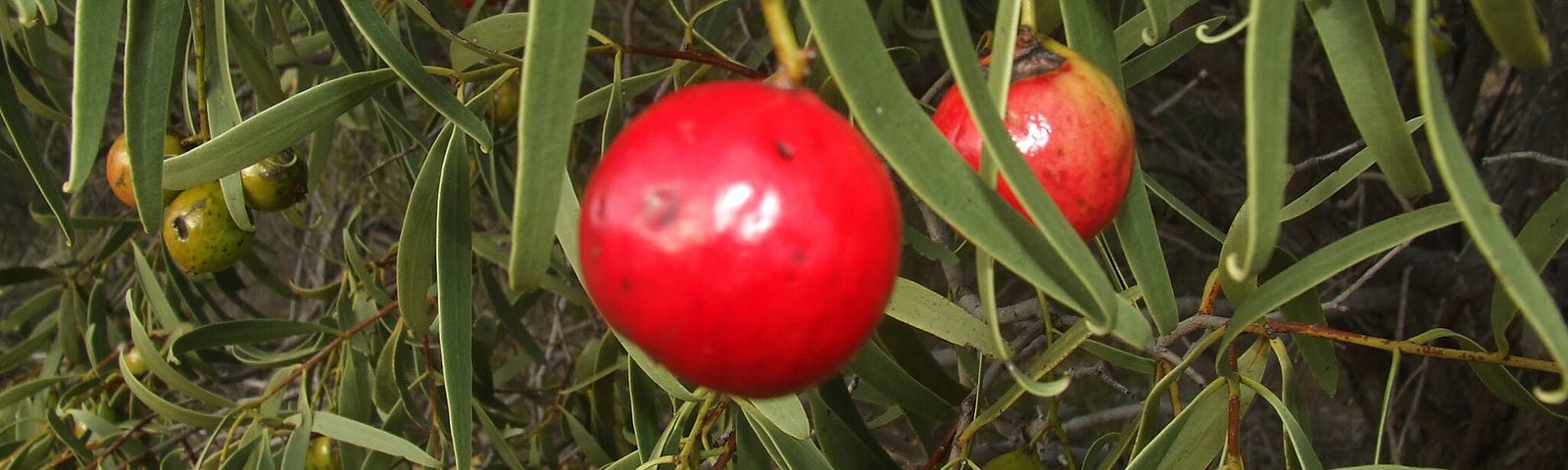 A close-up of small, round, red or ripening fruit hanging from branches with long, slender green leaves.