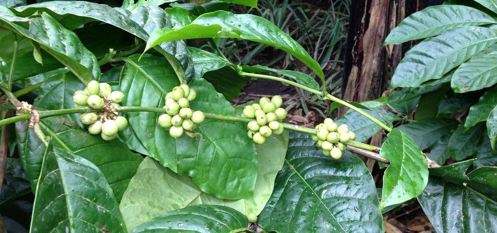 photo of coffee seeds, photo by author