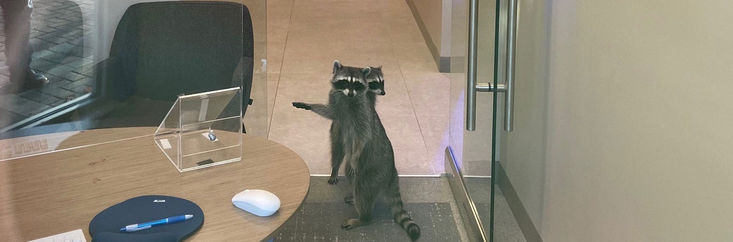 A photo of a typical bank office showing a grey carpet and office furniture, plus two raccoons looking slightly caught