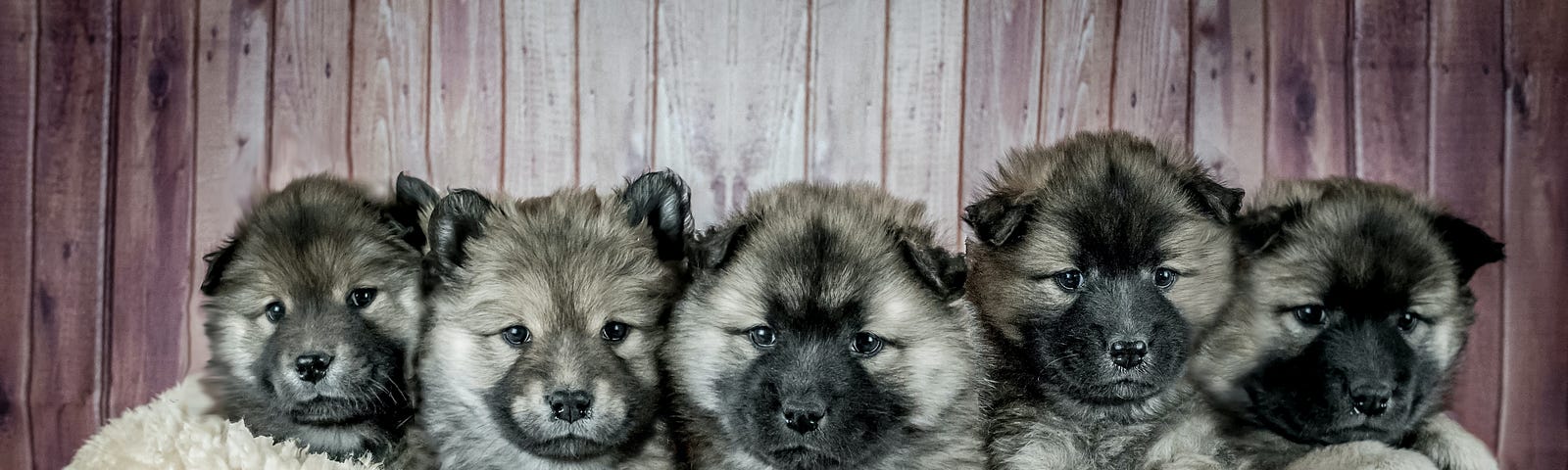 Five German shepherd puppies in a wooden basket.