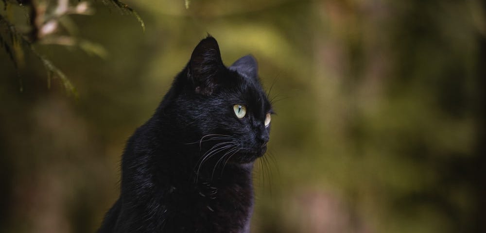 Adventures with a Bombay Cat: How Giuseppe Taught Me to Enjoy the Journey