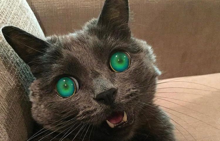 Grey cat with green glowing eyes