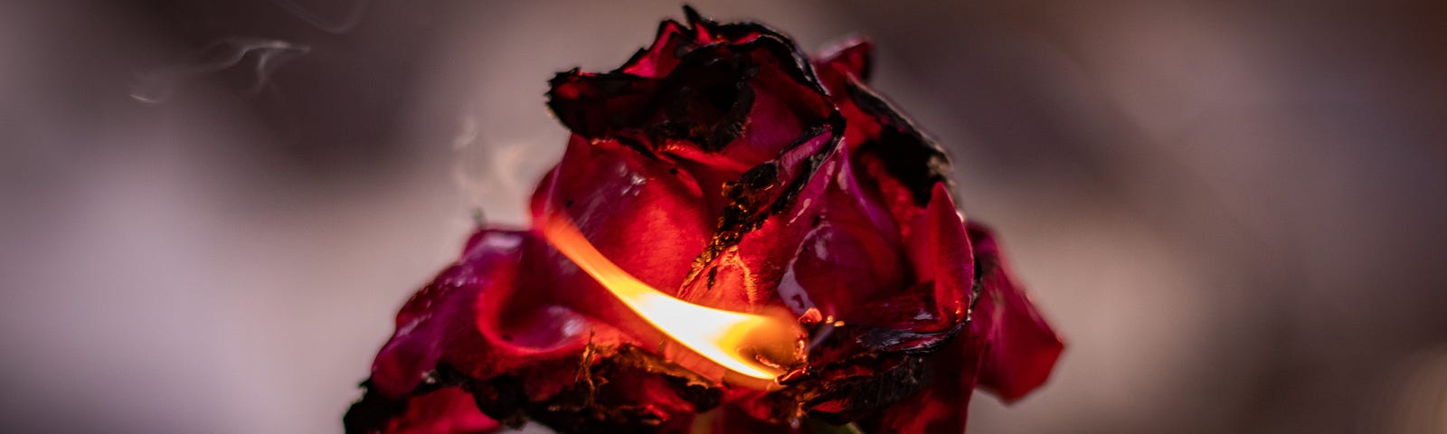 Close up photo of a red rose on fire.