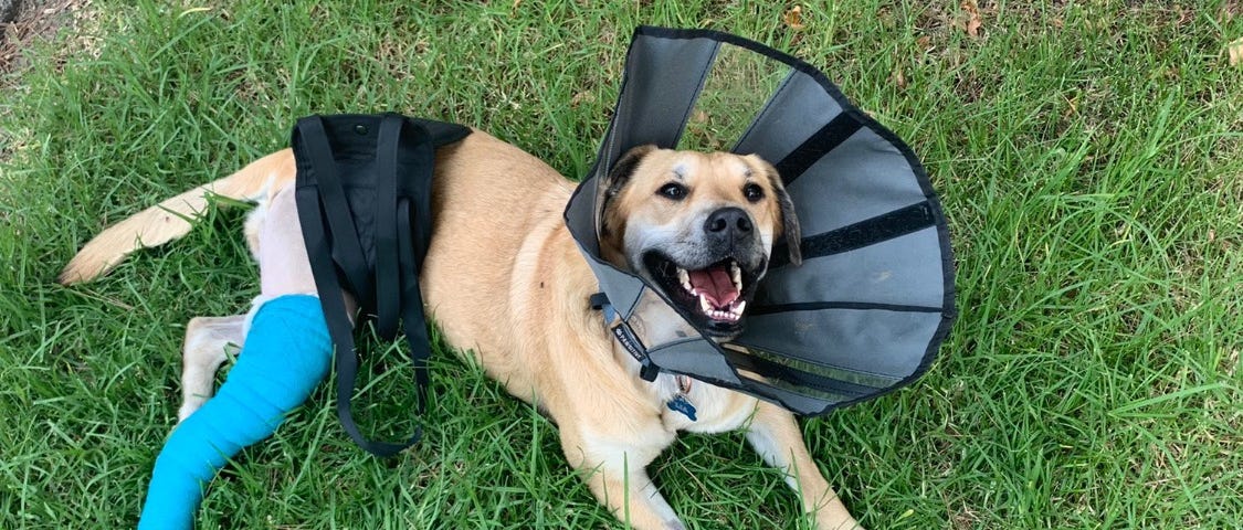 Photo of dog with leg wrapped up and head cone on.