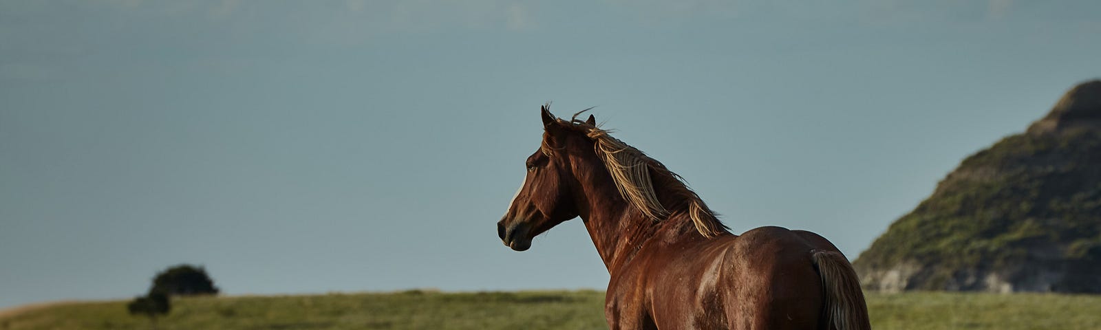 Wild mustang stands overlooking the prairies of North Dakota