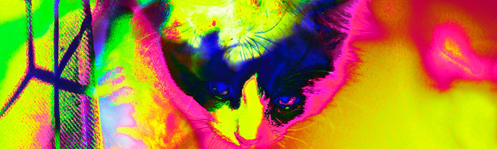 Kitten pop art, vibrant colors.