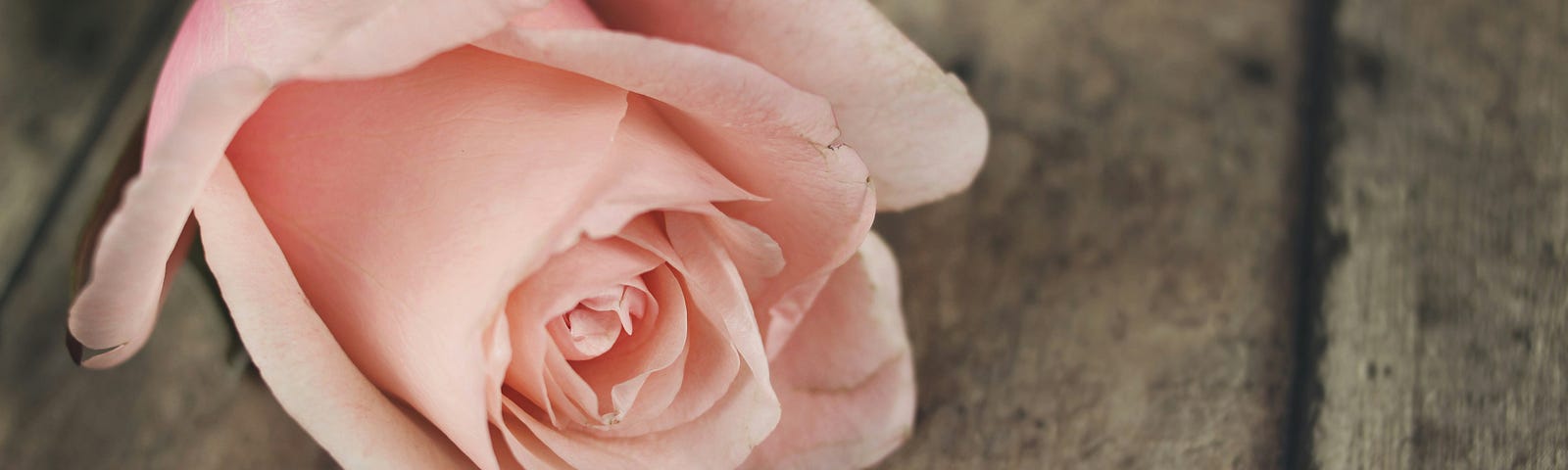 A pale pink rose lain on a wooden surface