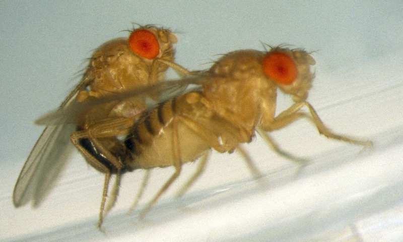 Fruit flies mating.