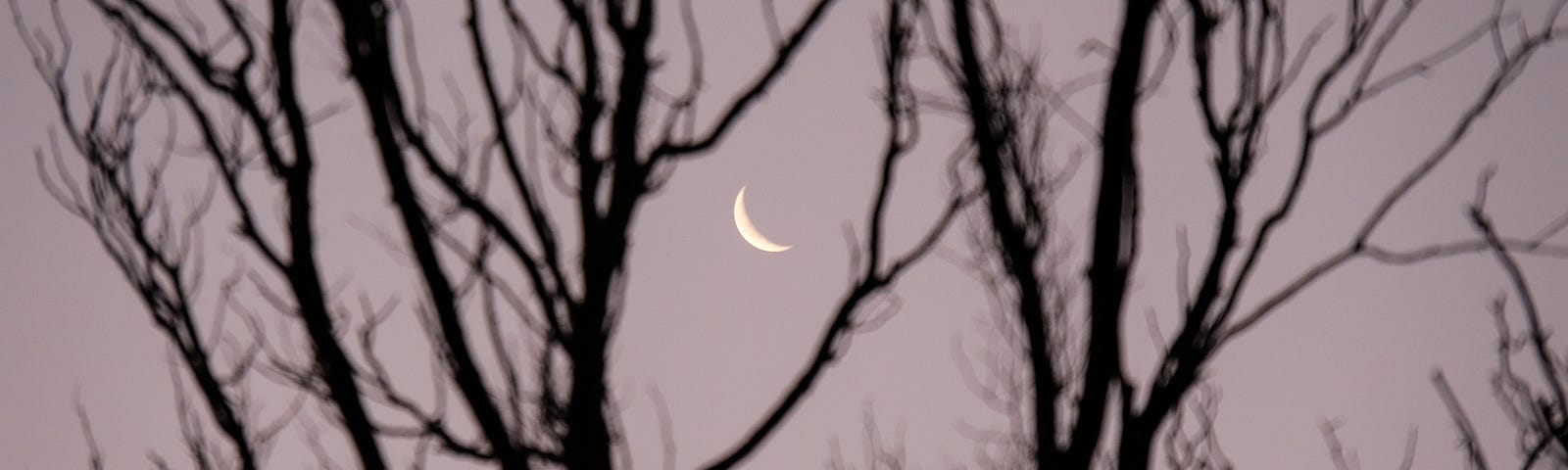 New moon through tree branches.