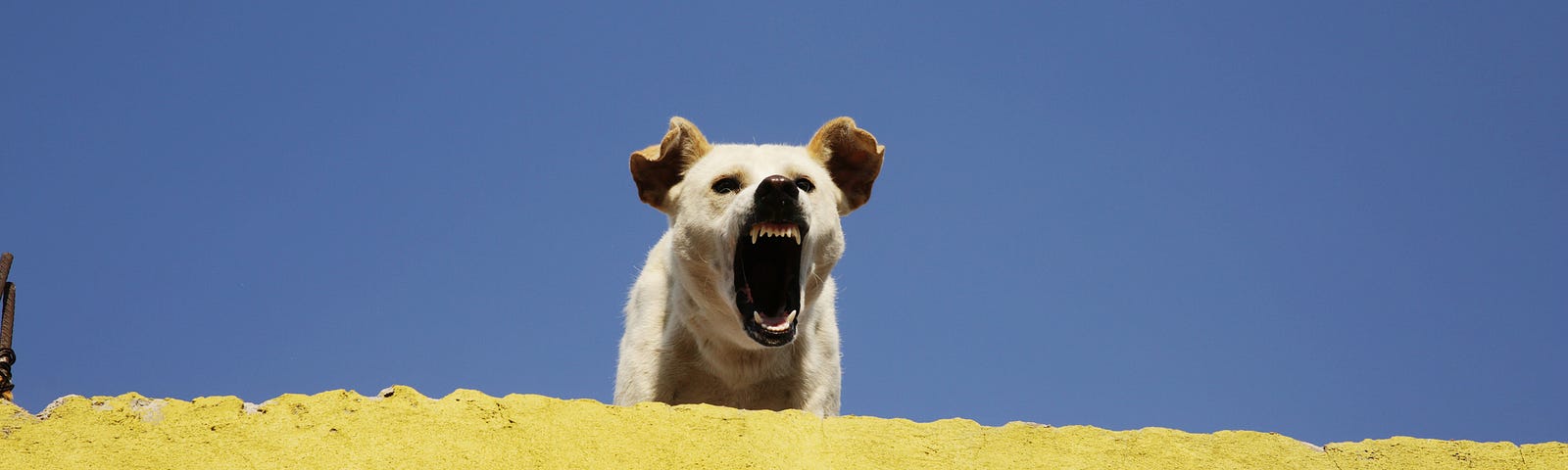 Angry dog barking.