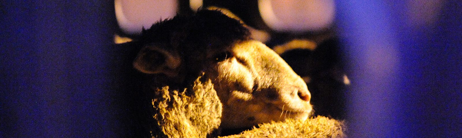 a sheep resting its head in a dimly lit transport truck