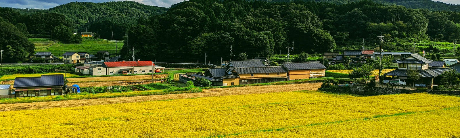 A ripe rice fields ready to be harvested in the countryside of Japan