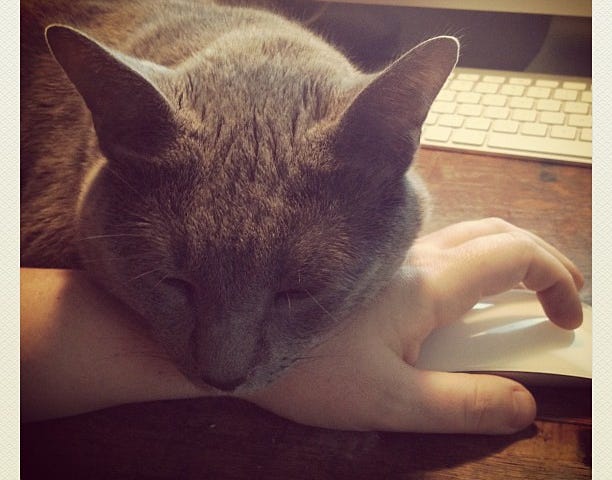 Photo of a gray cat with his head resting firmly on the wrist of a hand gripping a computer mouse, his eyes closed peacefully