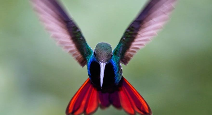 A humming bird on a green background.