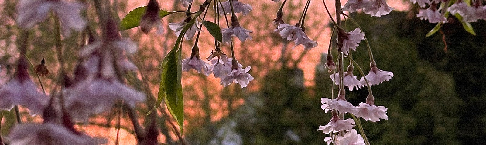 Spring, walking at sunset, nature’s mood booster amidst pink weeping cherry tree blossoms | © pockett dessert