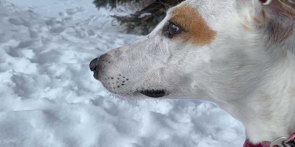 Dottie, the Lurcher, gazing into the distance, thoughtfully.