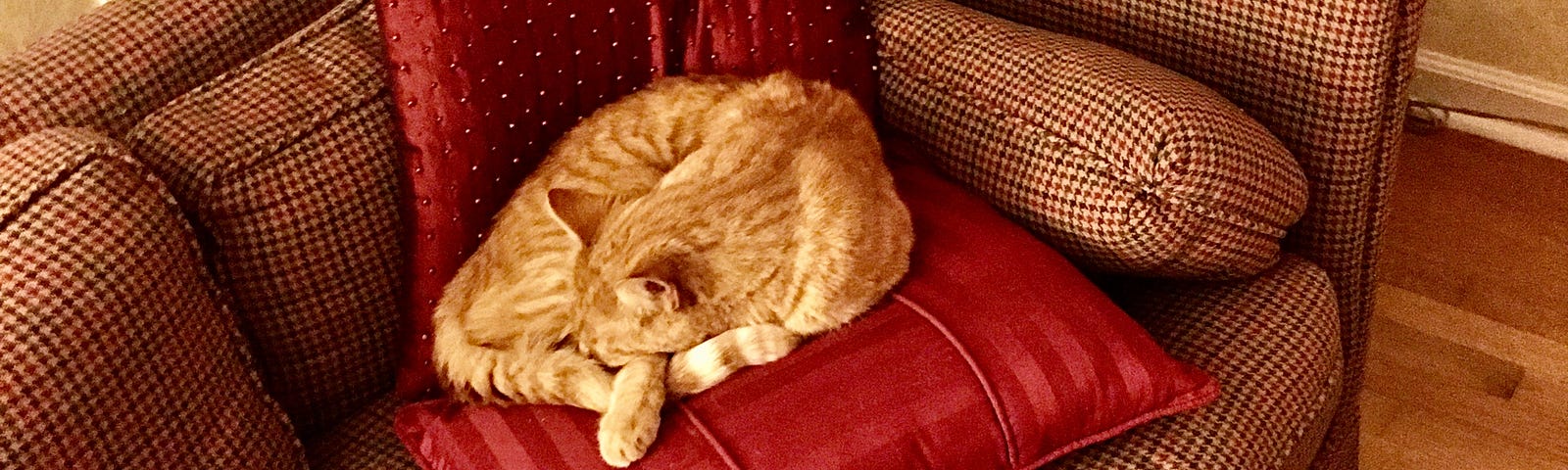 Author’s photo of Buddy cat — a yellow tabby who is making himself at home on our sofa.
