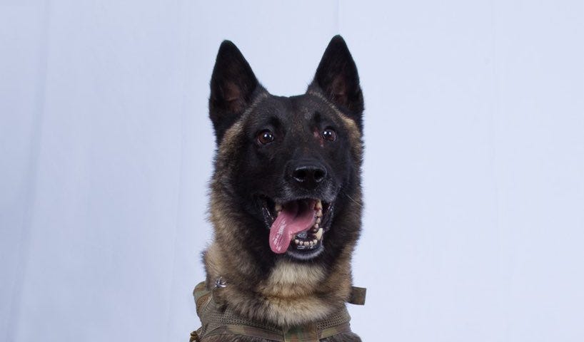 A photo of Conan, a female Belgian Malinois military working dog.