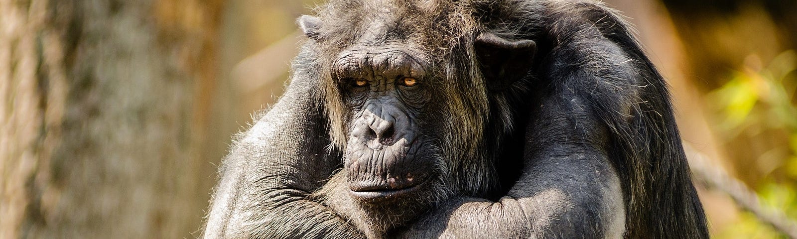 A gorilla sits with its legs drawn up to its chest and its arms resting on its knees.