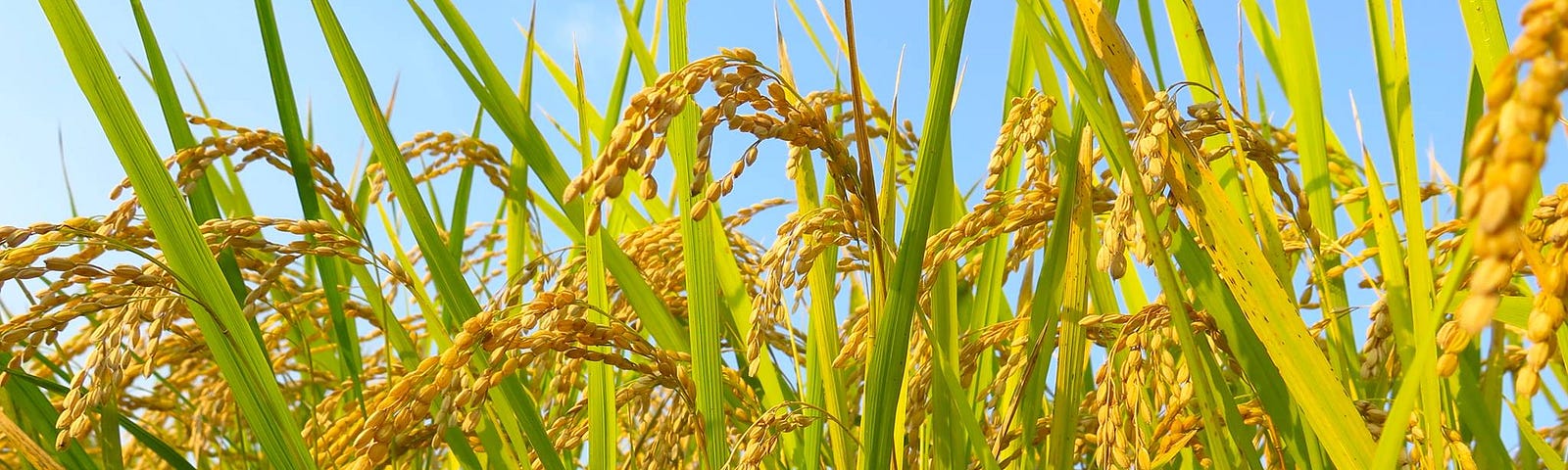 Golden heads of ripened rice, bowing beneath a blue sky.