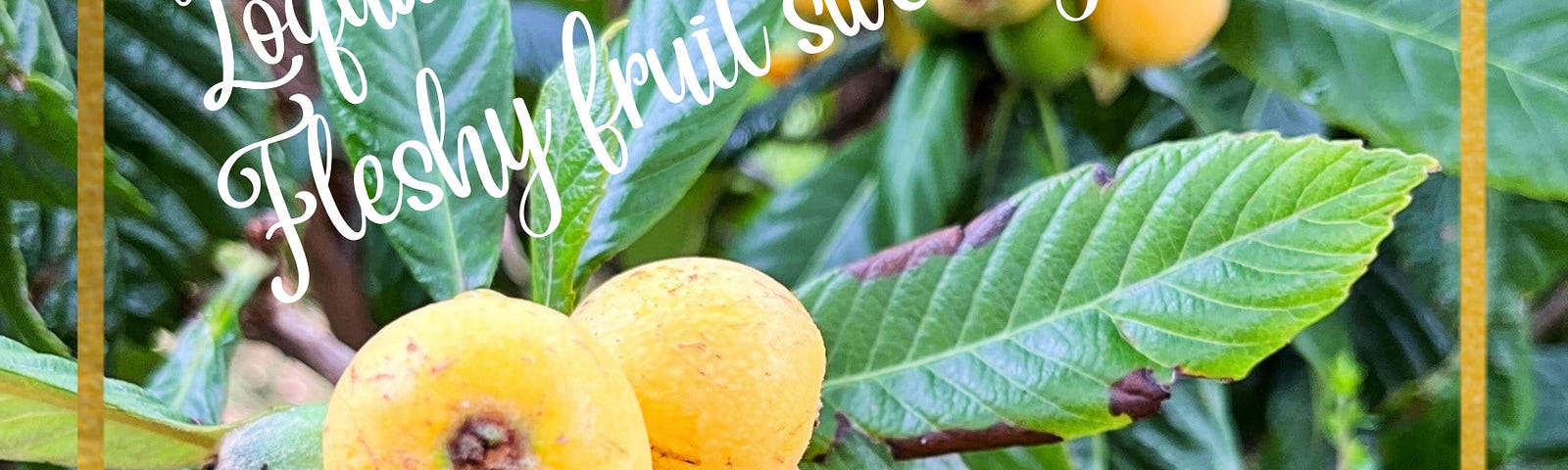 A close-up of a tree branch with green leaves and a cluster of round yellow fruit and the words ‘Loquats cluster on a tree, Fleshy fruit sweetly tangy’ superimposed.