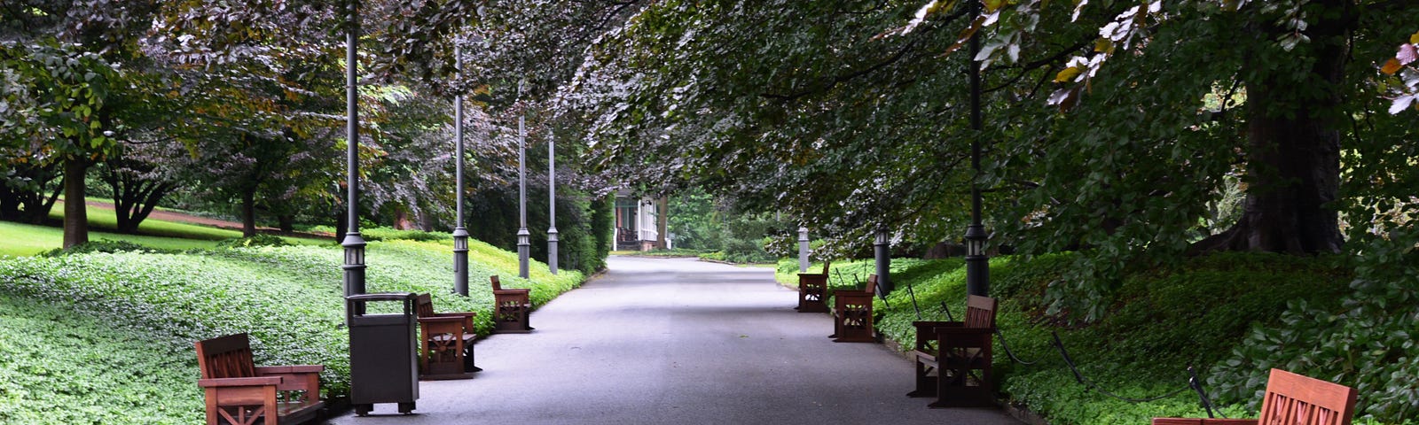 tree lined pathway with wooden benches spaced evenly along the sides, a place for thoughts about an uncertain future