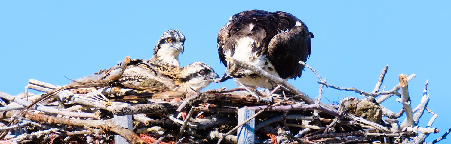 Baby Ospreys thrive on a diet of fresh fish. By Kris Cochran